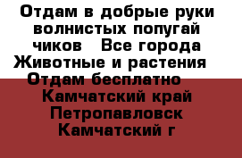 Отдам в добрые руки волнистых попугай.чиков - Все города Животные и растения » Отдам бесплатно   . Камчатский край,Петропавловск-Камчатский г.